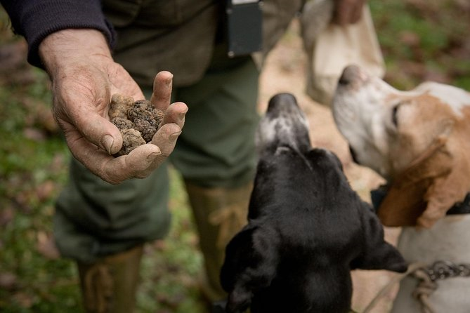 TRUFFLE HUNTING IN TUSCANY FOR 4 