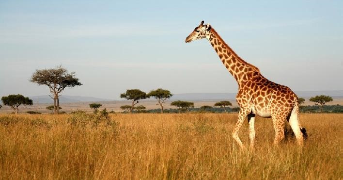 SIX NIGHT SOUTH AFRICAN SAFARI 